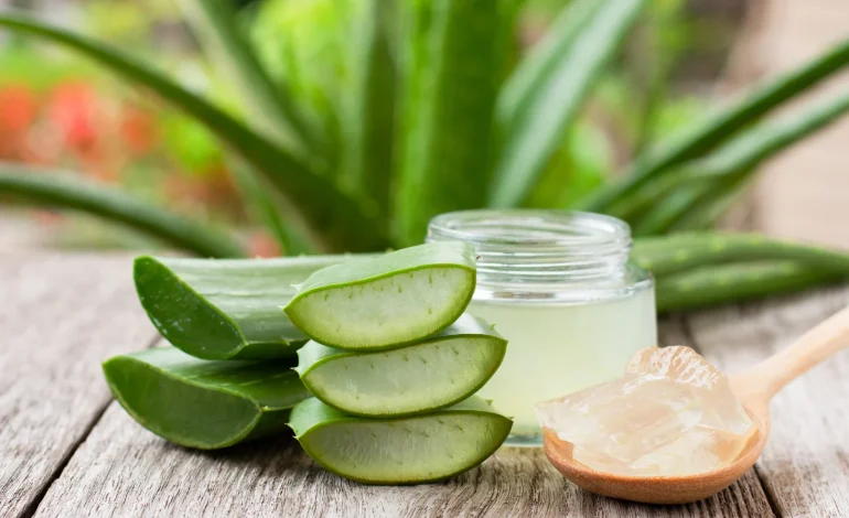 Aloe Vera: Cum poate această plantă medicinală ajuta la vindecarea rănilor?