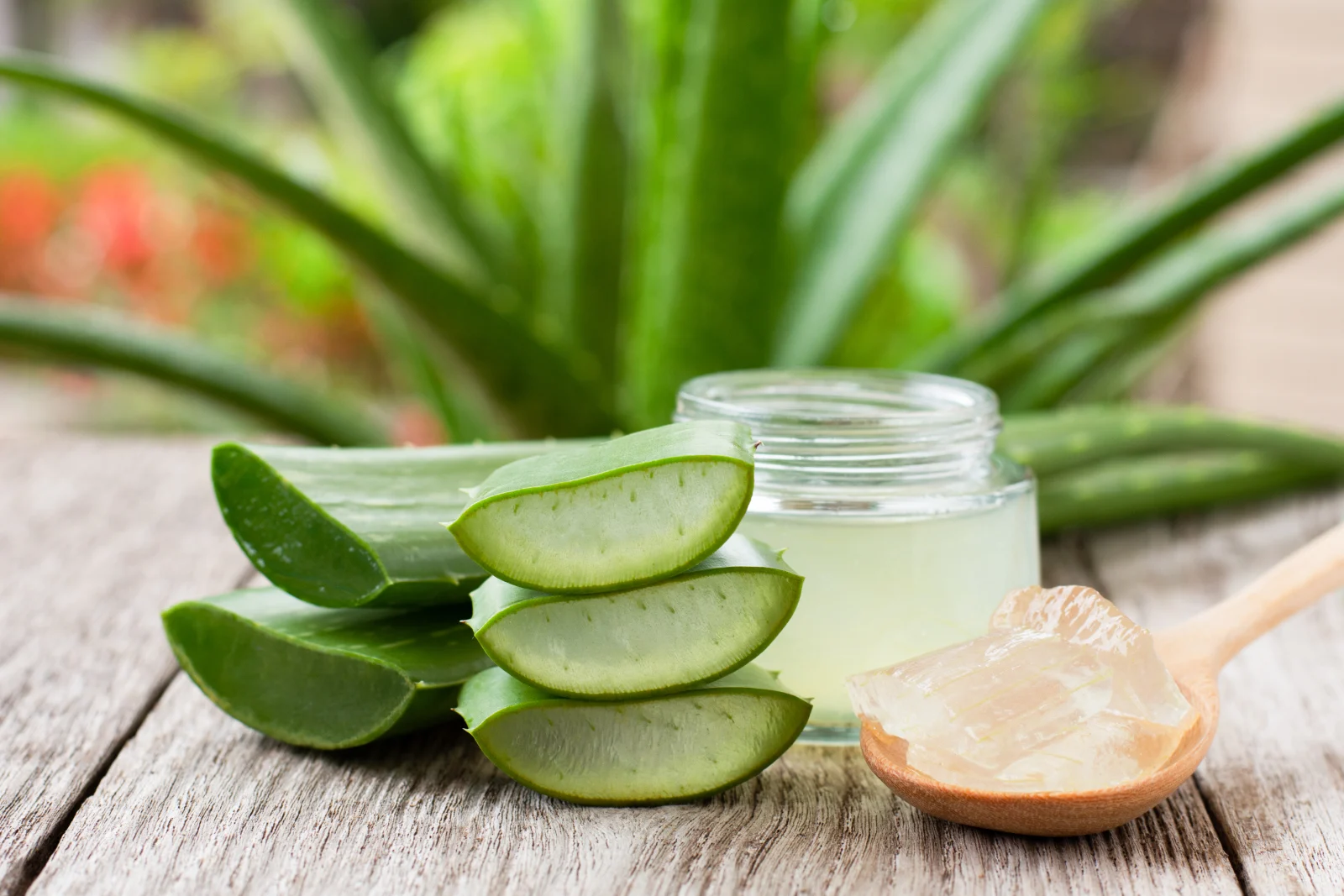 Aloe Vera: Cum poate această plantă medicinală ajuta la vindecarea rănilor?