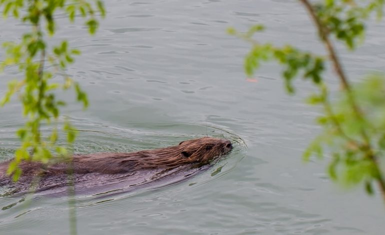 Rolul castorilor în ecosistemele acvatice