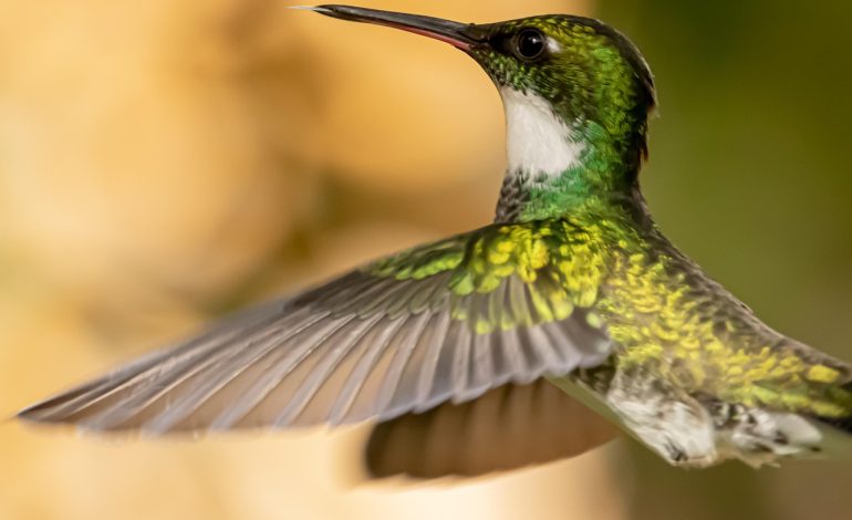 Cum a devenit pasărea colibri un simbol al agilității