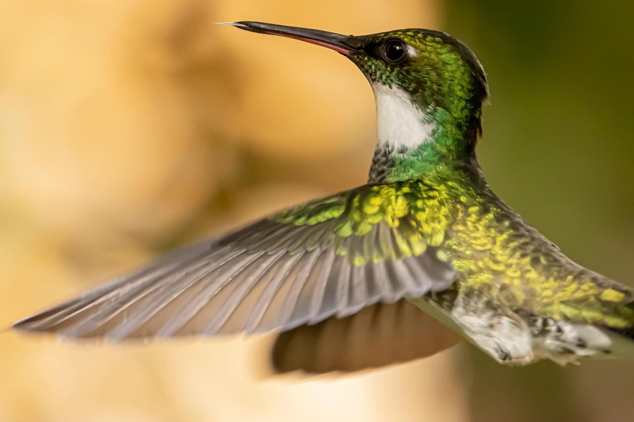 Cum a devenit pasărea colibri un simbol al agilității
