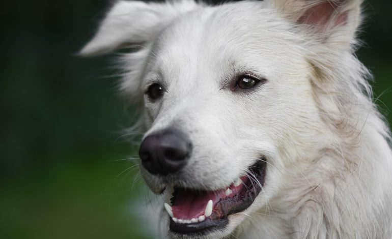 Râia la câini: forme, simptome, soluții