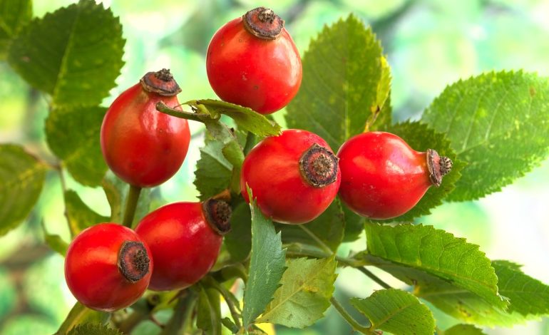 Ce proprietăți are ceaiul de măceșe