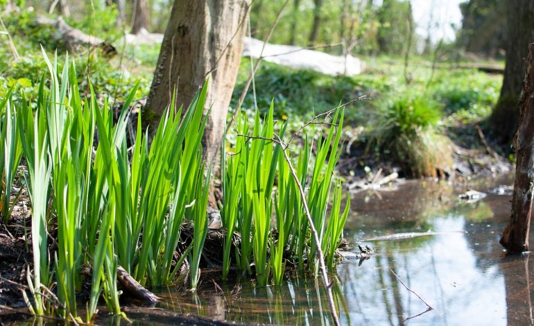 Ce proprietăți medicinale are ceaiul de rădăcină de obligeană