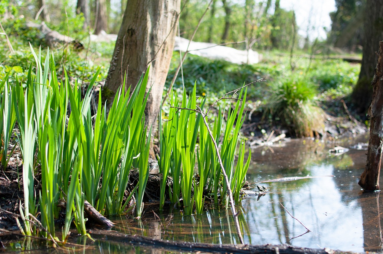Ce proprietăți medicinale are ceaiul de rădăcină de obligeană