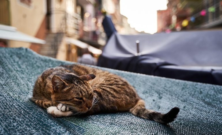 Ce indică poziția cozii la pisici