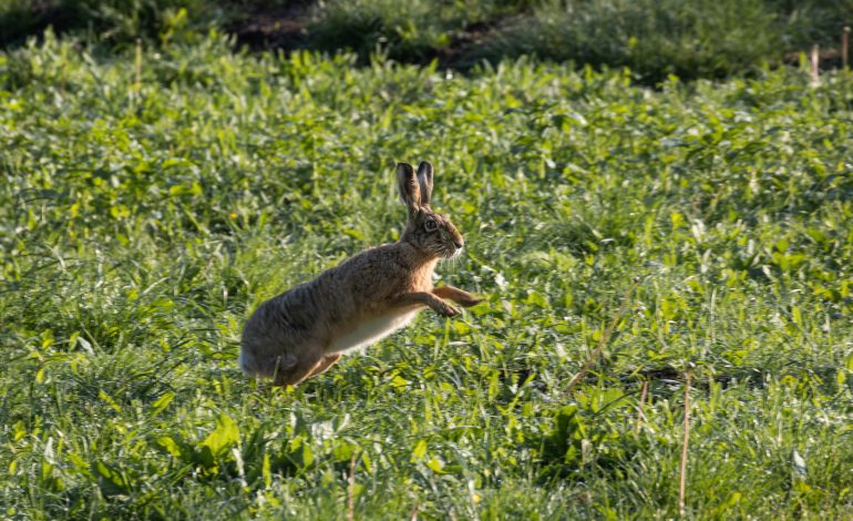 Vânătoarea la iepure: tehnici și perioade potrivite